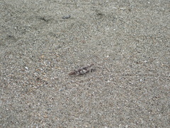 Heliastus sumichrasti