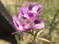 Clarkia williamsonii