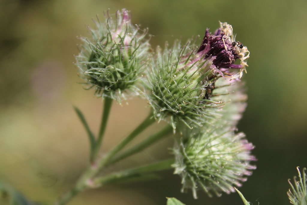 Arctium × neumanii