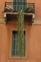 Selenicereus hamatus