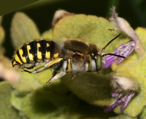 Representative image of Anthidium cingulatum