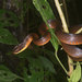 Serpiente Latigo Olivacea - Photo (c) sullivanribbit, algunos derechos reservados (CC BY-NC), uploaded by John Sullivan