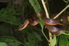 Northern Woodland Racer - Photo (c) John Sullivan, some rights reserved (CC BY-NC), uploaded by John Sullivan