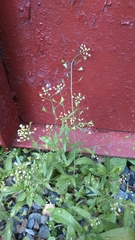 Capsella bursa-pastoris