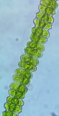 Desmidium asymmetricum