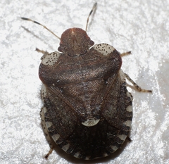 Dyroderes umbraculatus