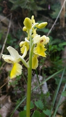 Orchis pauciflora