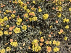 Eriogonum tripodum