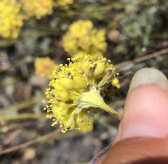 Eriogonum tripodum