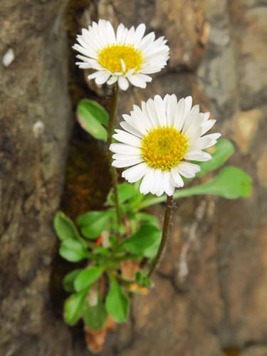 Flett's fleabane (Erigeron flettii)