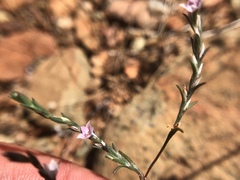 Polygonum californicum