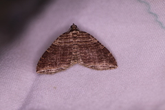 Anticlea multiferata