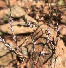 Polygonum californicum