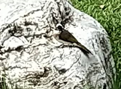 Pycnonotus sinensis formosae