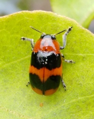 Physosmaragdina nigrifrons