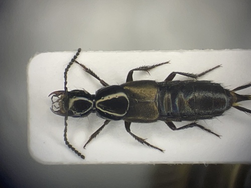Philonthus sericinus
