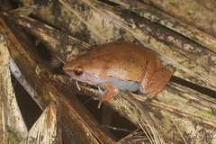 Hamptophryne boliviana