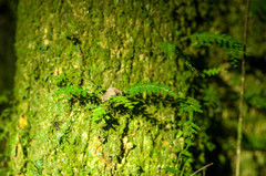 South African Stumptail Chameleon photo 5