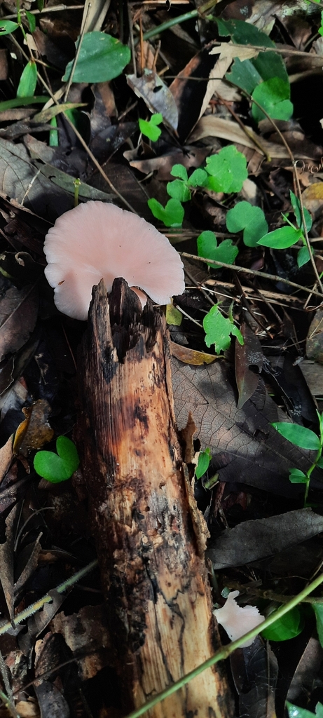 Pleurotus djamor · July 2024 · photo: © noeliamedina89 (iNaturalist, cc0)