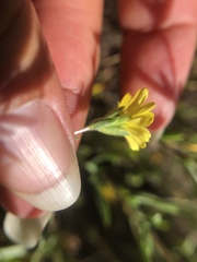Lagophylla glandulosa