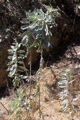 Eriodictyon tomentosum