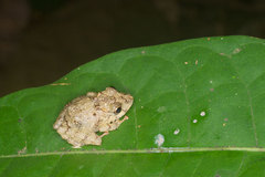 Pristimantis croceoinguinis