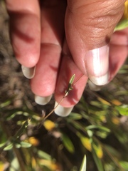 Lagophylla glandulosa