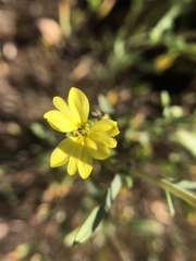 Lagophylla glandulosa