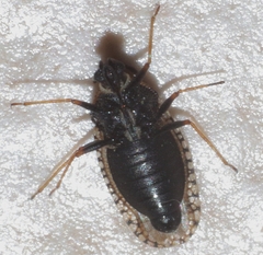 Dictyla echii