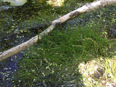 Eleocharis intermedia