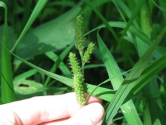 Carex shortiana