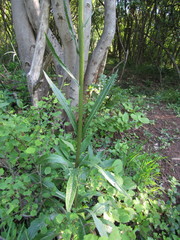 Tephroseris longifolia