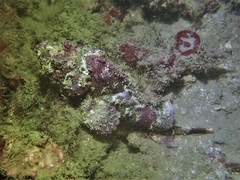 Scorpaenopsis macrochir