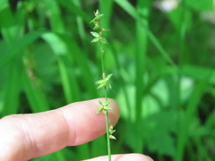 Carex radiata