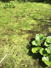 Eleocharis intermedia