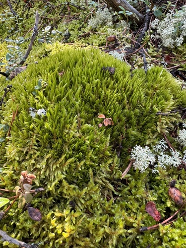 Image of Bog Broom Moss (Dicranum undulatum) by (c) Celina Waldron, some rights reserved (CC BY)