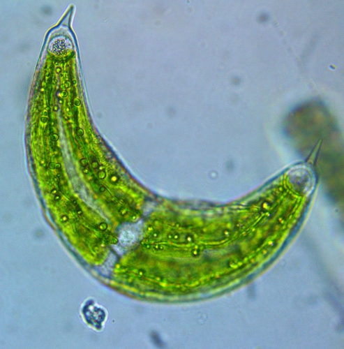 Spinoclosterium