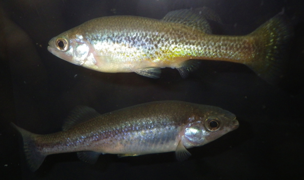 Goldbreast Splitfin