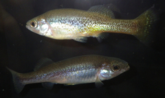 Goldbreast Splitfin photo 1