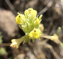 Castilleja lacera