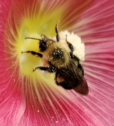 Two-spotted Bumble Bee