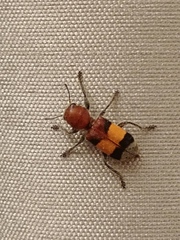 Enoclerus ichneumoneus