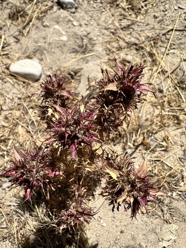 Image of Navarretia atractyloides by no rights reserved