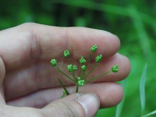Image of Perideridia americana by (c) Katie Kucera, some rights reserved (CC BY)