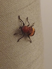 Enoclerus ichneumoneus