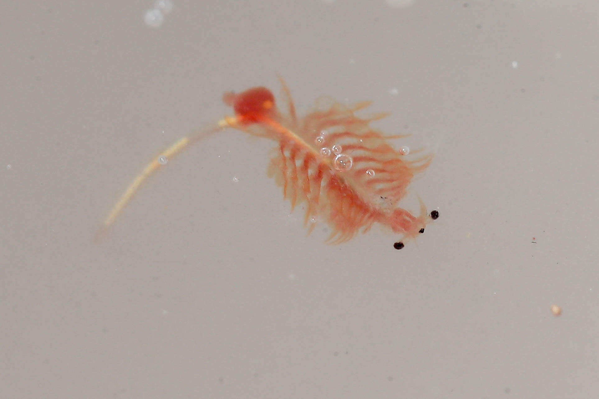 Artemia salina (Linnaeus, 1758)