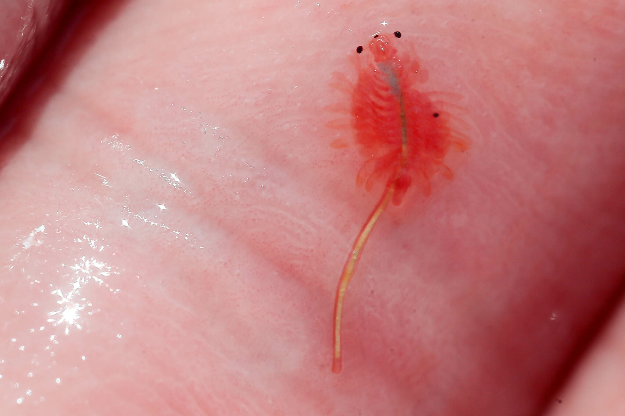 Artemia salina (Linnaeus, 1758)