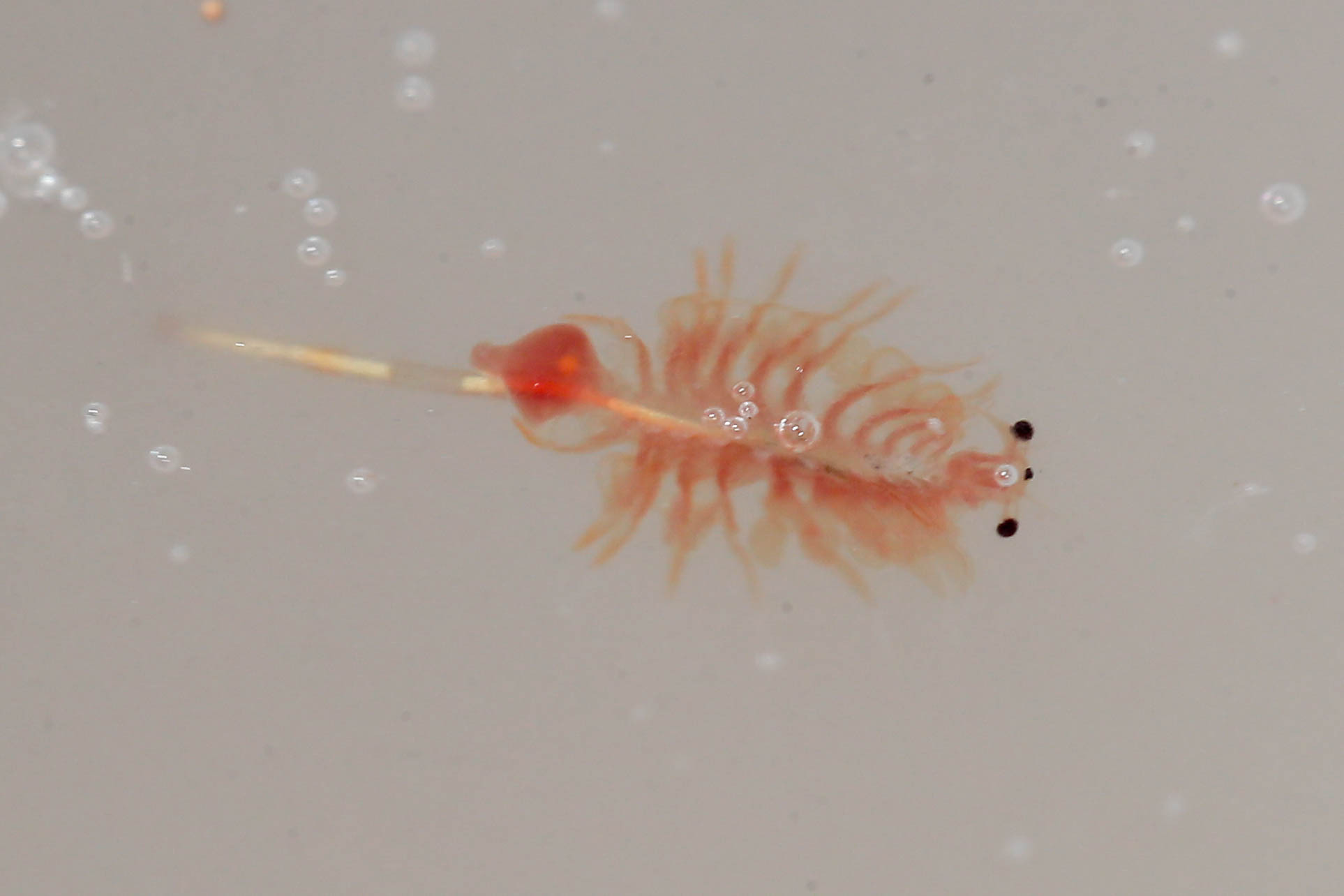 Artemia salina (Linnaeus, 1758)