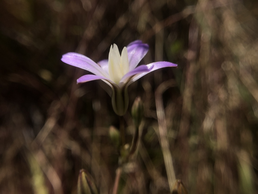 Chinese Camp Brodiaea