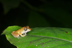 Pristimantis luscombei